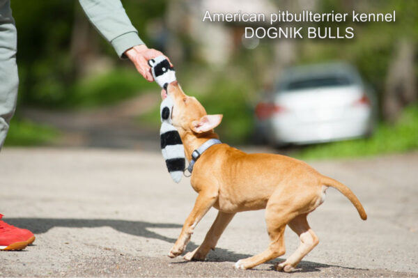 Rednose american pitbull terrier puppy
