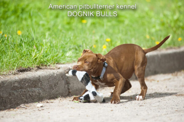 Pitbull terrier puppy Dognik Bulls Tiga