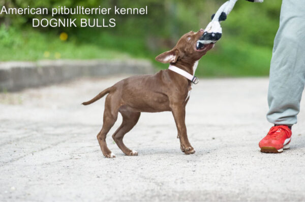 American pitbull terrier kennel Dognik Bulls