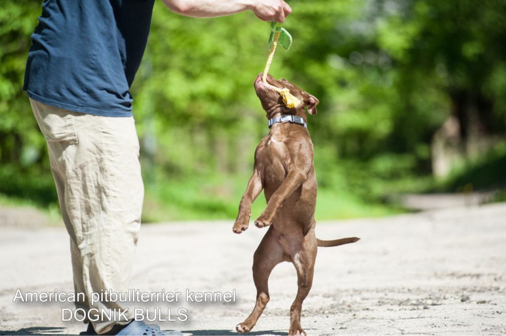 Pitbull terrier Dognik Bulls Gangstas Paradise