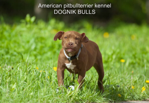 American pitbullterrier puppy for sale