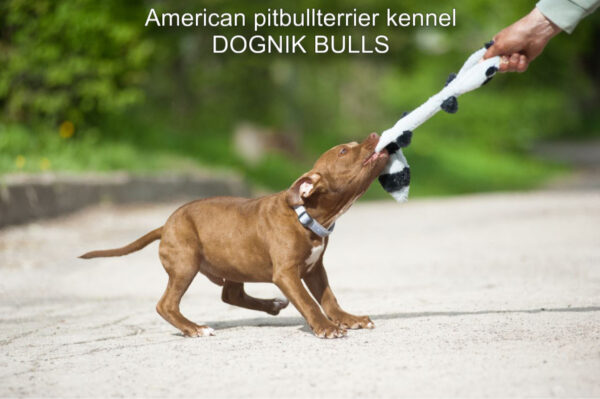 Pitbull terrier puppy Dognik Bulls Tiga