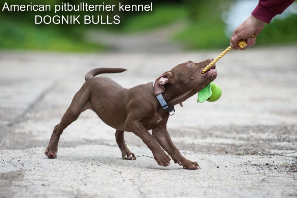Pitbullterrier puppy Dognik Bulls Nirvana Boy