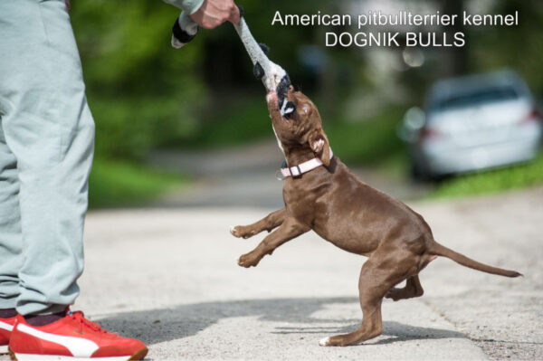 Pitbull terrier Dognik Bulls Brown Sugar