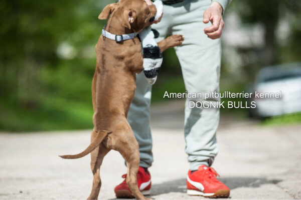 Pitbull terrier puppy Dognik Bulls Tiga