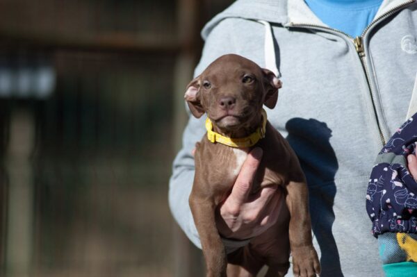 Brown pitbull terrier girl for sale