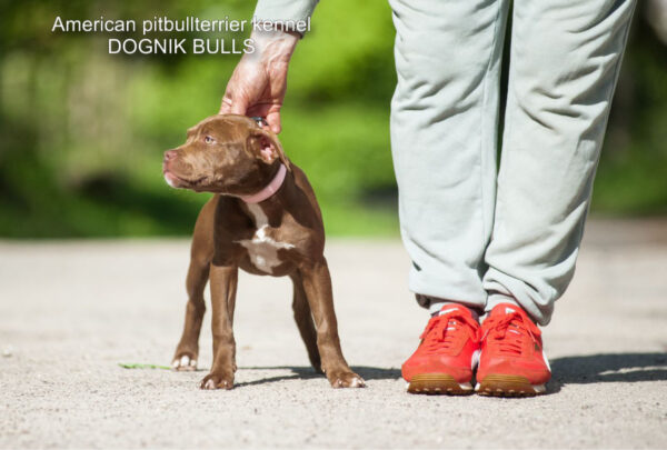 American pitbull terrier kennel Dognik Bulls