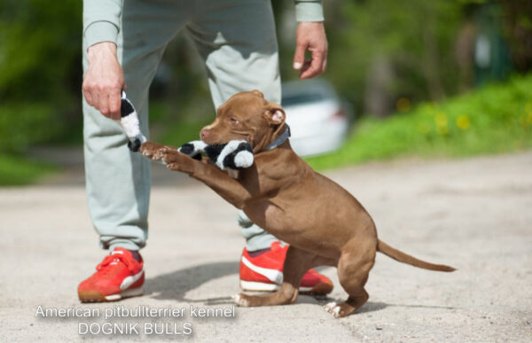 Pitbull terrier puppy Dognik Bulls Tiga