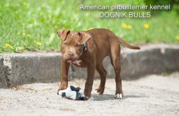 American pitbullterrier puppy for sale