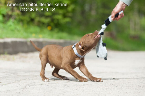 Pitbull terrier puppy Dognik Bulls Tiga