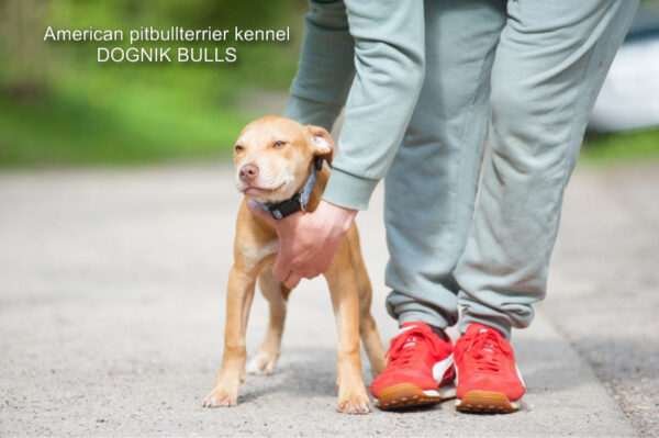 Red rednose american pitbullterrier