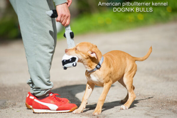 American pitbullterrier