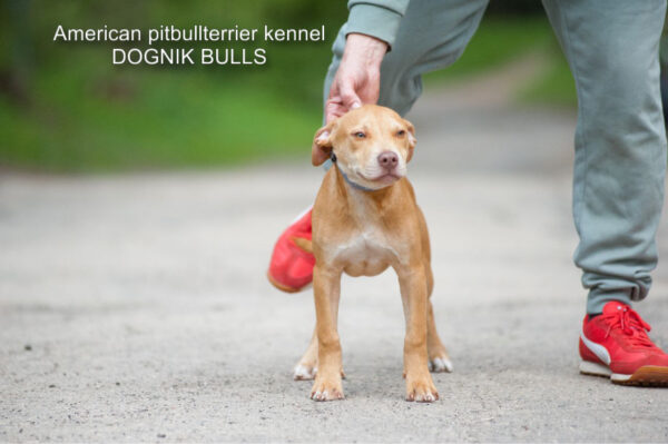 Red rednose american pitbullterrier
