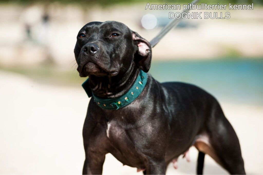 Black american pitbull terrier