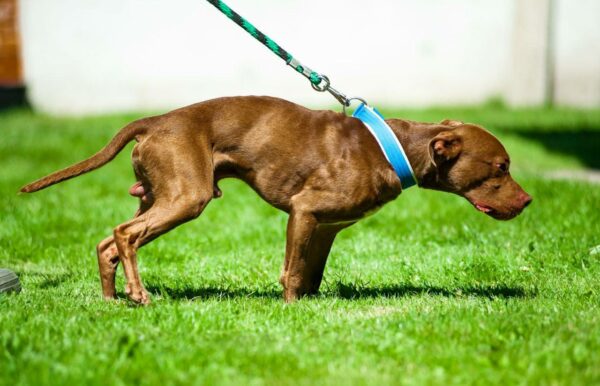 American pitbull terrier Maximus No Regrets