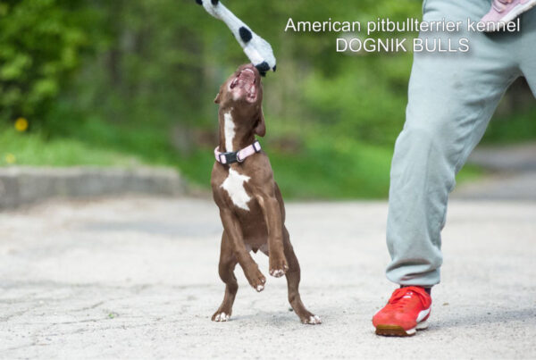 American pitbull terrier kennel Dognik Bulls