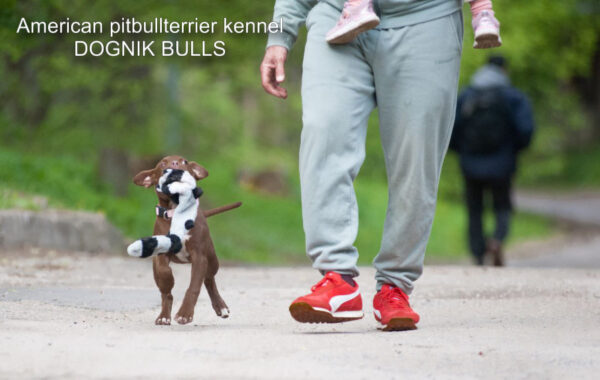 Buy rednose pitbulllterrier