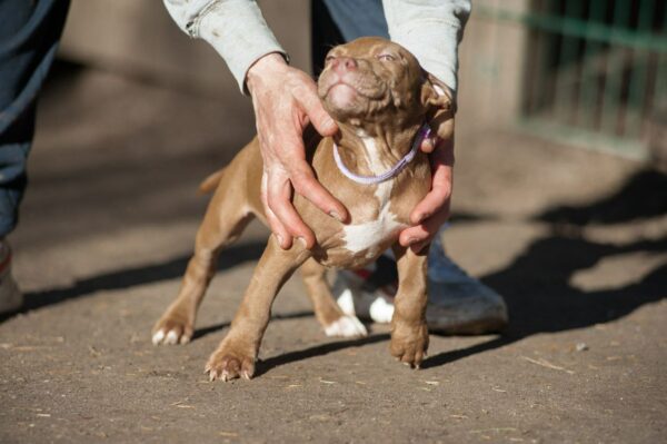 american pitbullterrier kennel