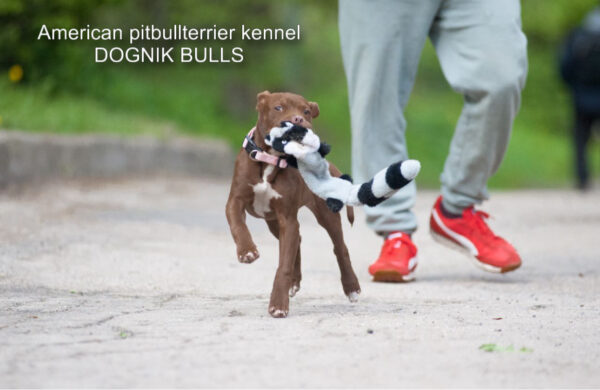 Buy rednose pitbulllterrier