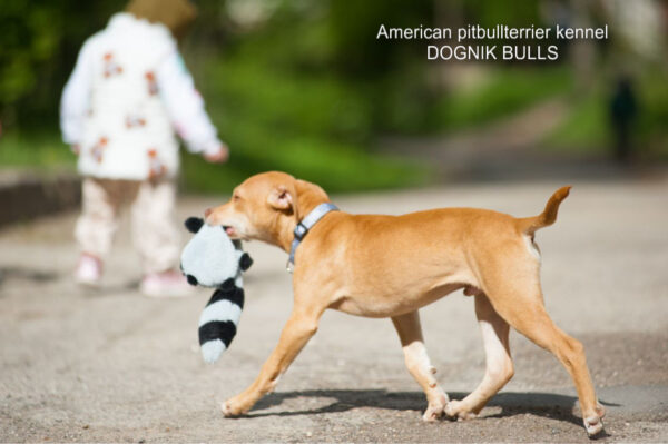 Rednose american pitbull terrier puppy