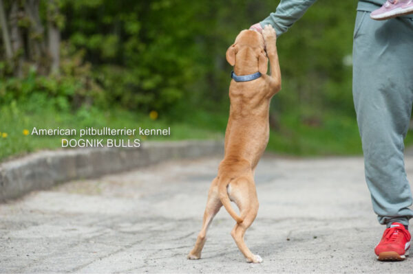 American pitbull terrier