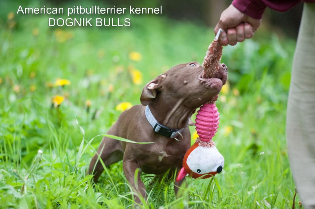 Pitbullterrier puppy Dognik Bulls Nirvana Boy
