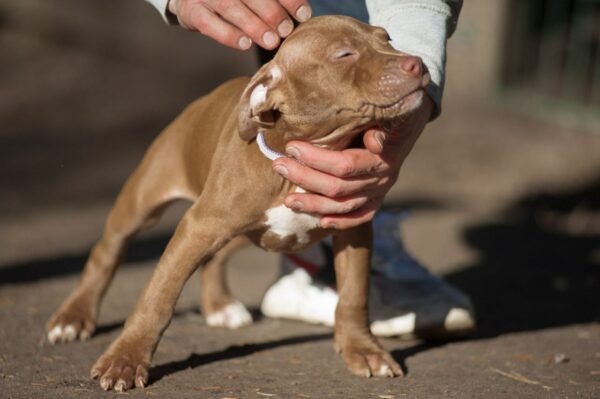 american pitbullterrier kennel