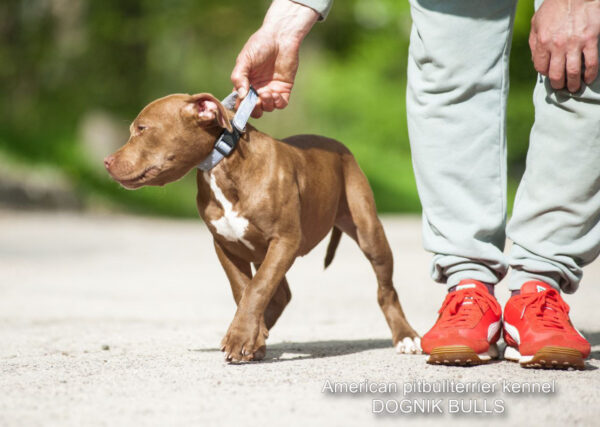 American pitbullterrier puppy for sale