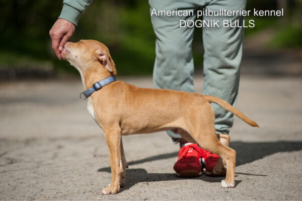 American pitbull terrier Dognik Bulls Tito