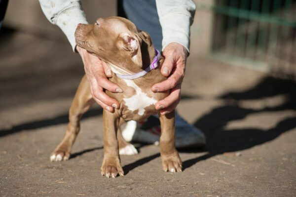 american pitbullterrier kennel