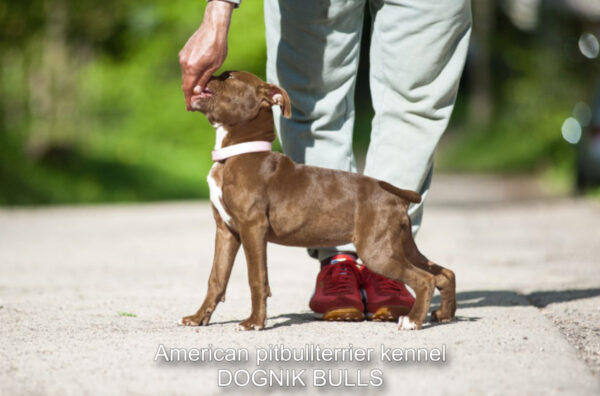 Dark chocolate pitbull terrier kennel
