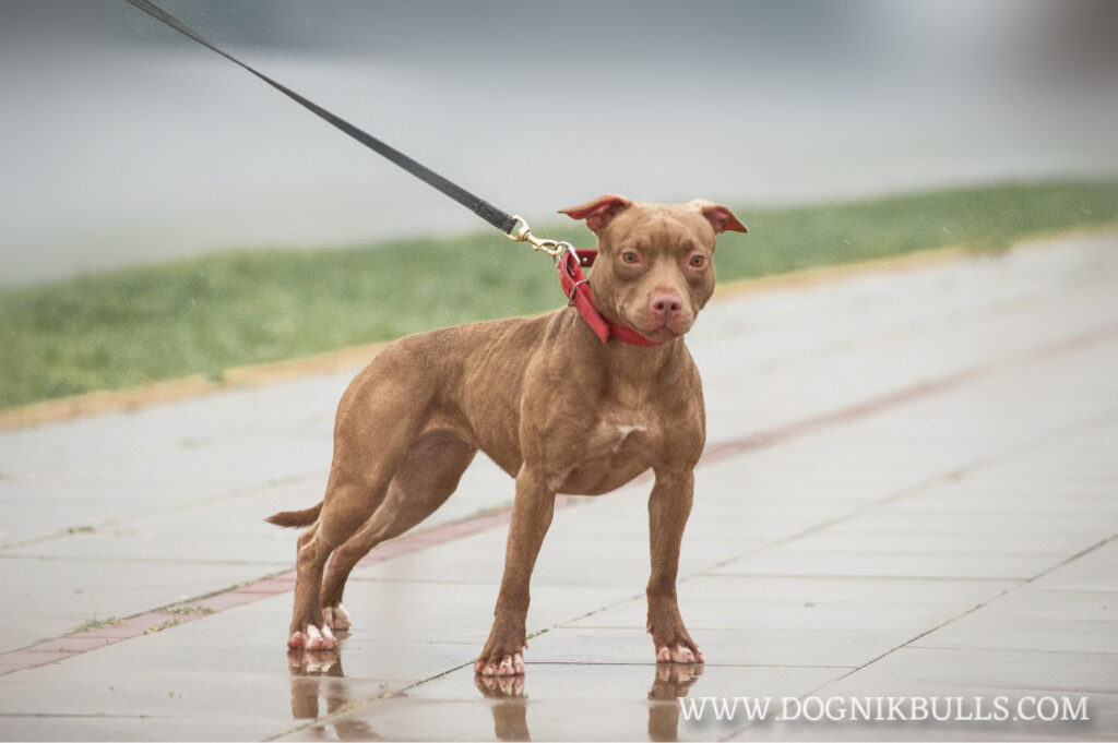 Pitbullterrier Dognik Bulls Highway to Hell