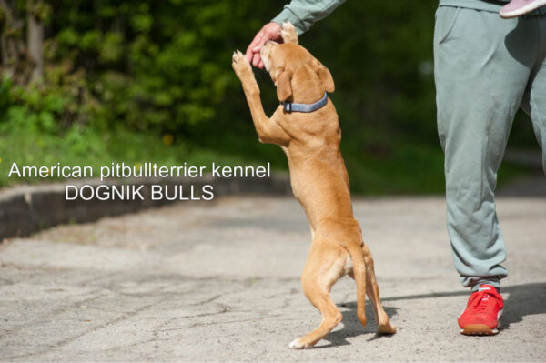 American pitbull terrier