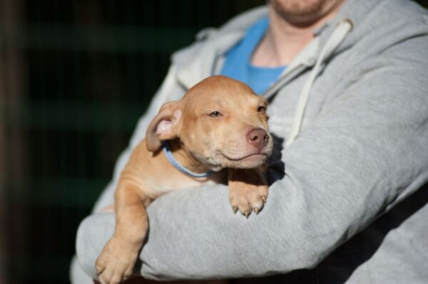 Red american pitbullterrier puppy for sale