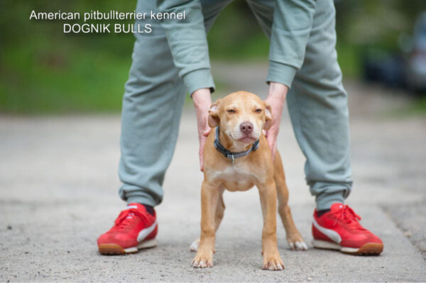 Red rednose american pitbullterrier