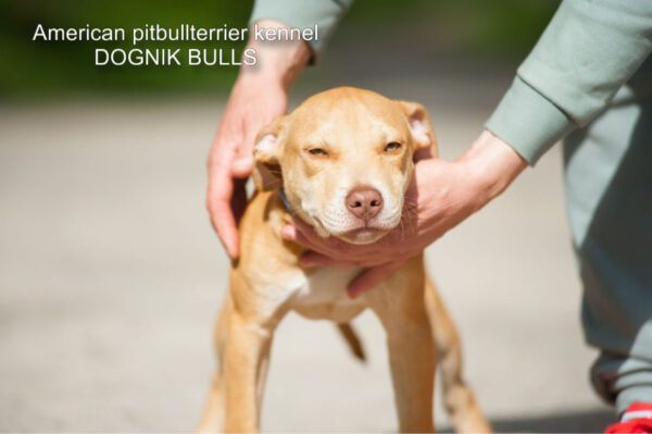 Red rednose american pitbullterrier