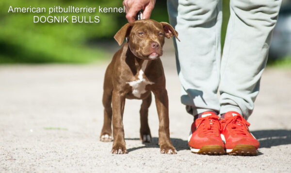 Dark chocolate pitbull terrier kennel