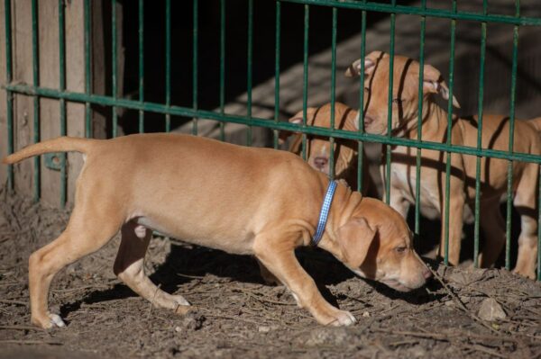 Red american pitbullterrier puppy for sale