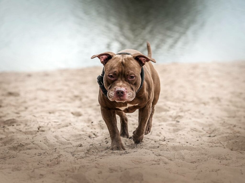 American pitbullterrier Dognik Bulls František