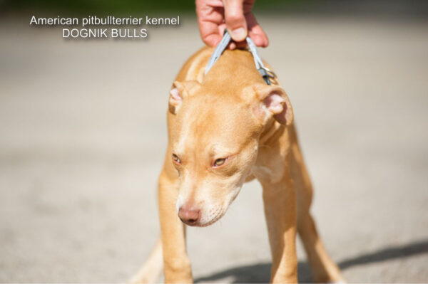 Red rednose american pitbullterrier