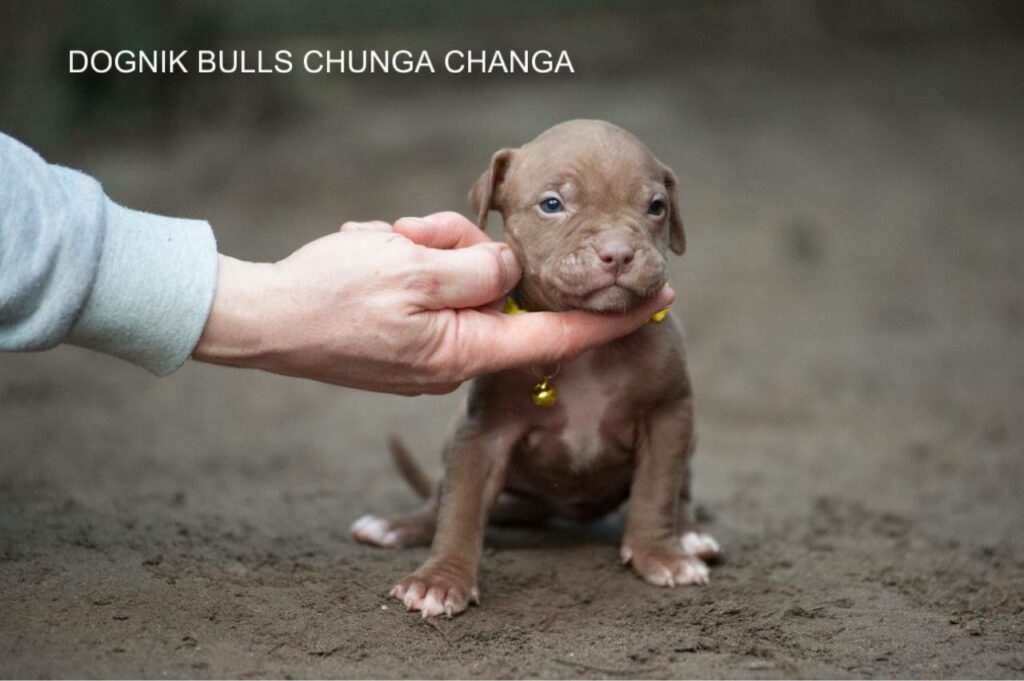 Pitbullterrier puppy Dognik Bulls Chunga Changa