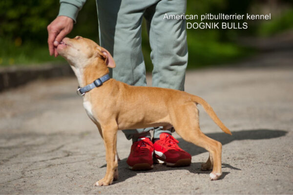 American pitbull terrier