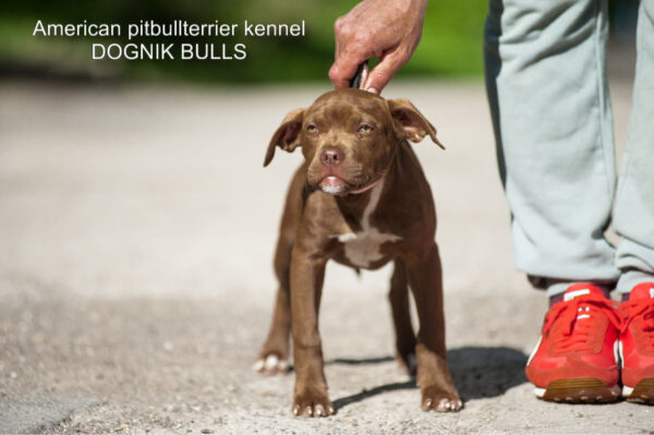 Dark chocolate pitbull terrier kennel