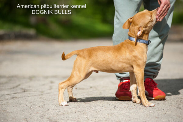 American pitbull terrier Dognik Bulls Tito