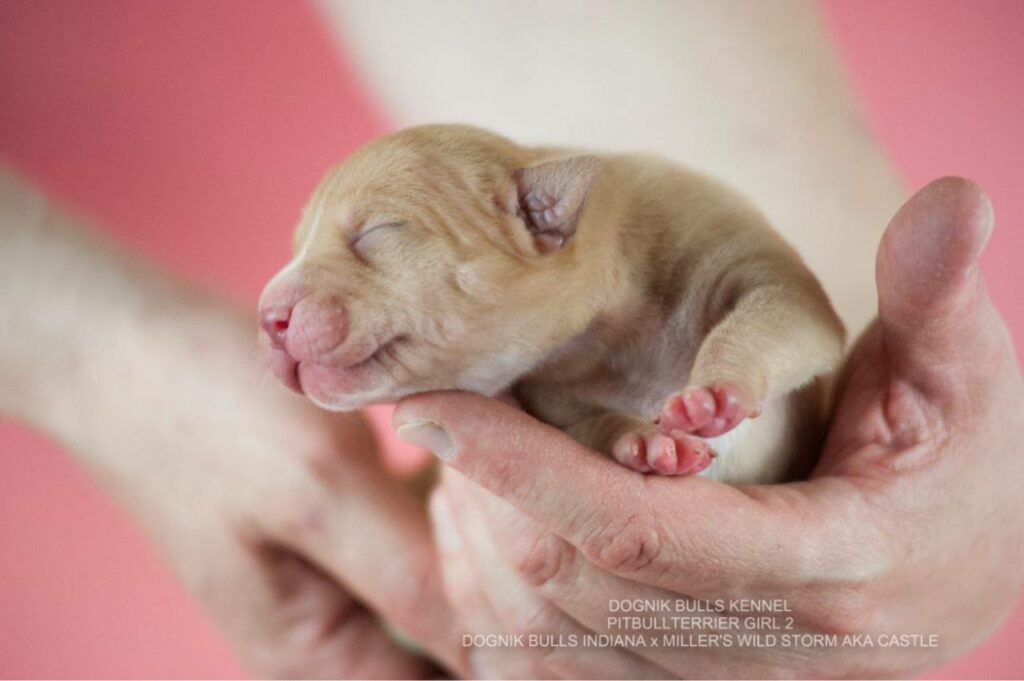 qulaity pitbull puppies for sale