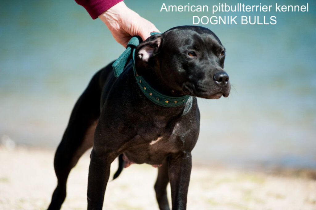 Black american pitbull terrier