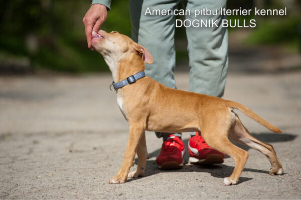 American pitbull terrier Dognik Bulls Tito