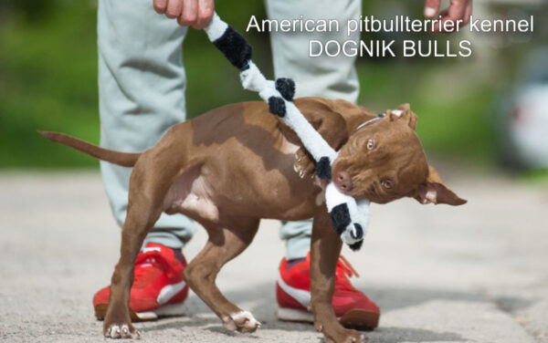 Pitbull terrier puppy Dognik Bulls Tiga