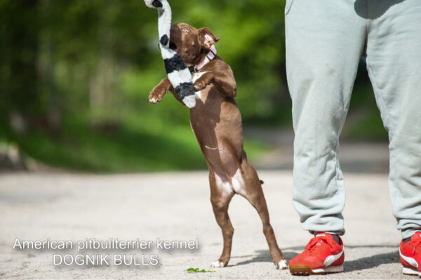Pitbull terrier Dognik Bulls Brown Sugar