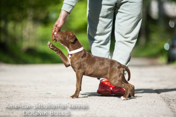 Buy rednose pitbulllterrier